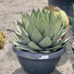Agáva (Agave) ´CELSII NOVA´ - výška 30-40 cm, Ø 50-60 cm, kont. C35L (-6°C)